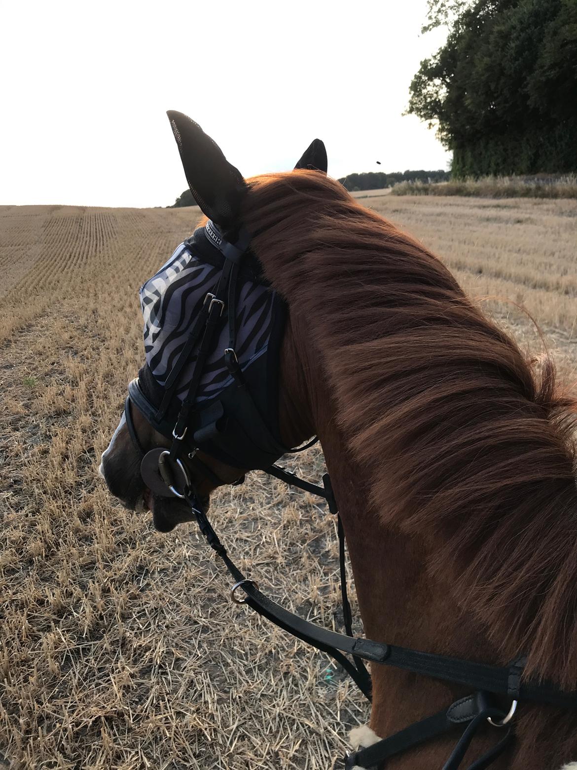 Anden særlig race Bessie billede 2