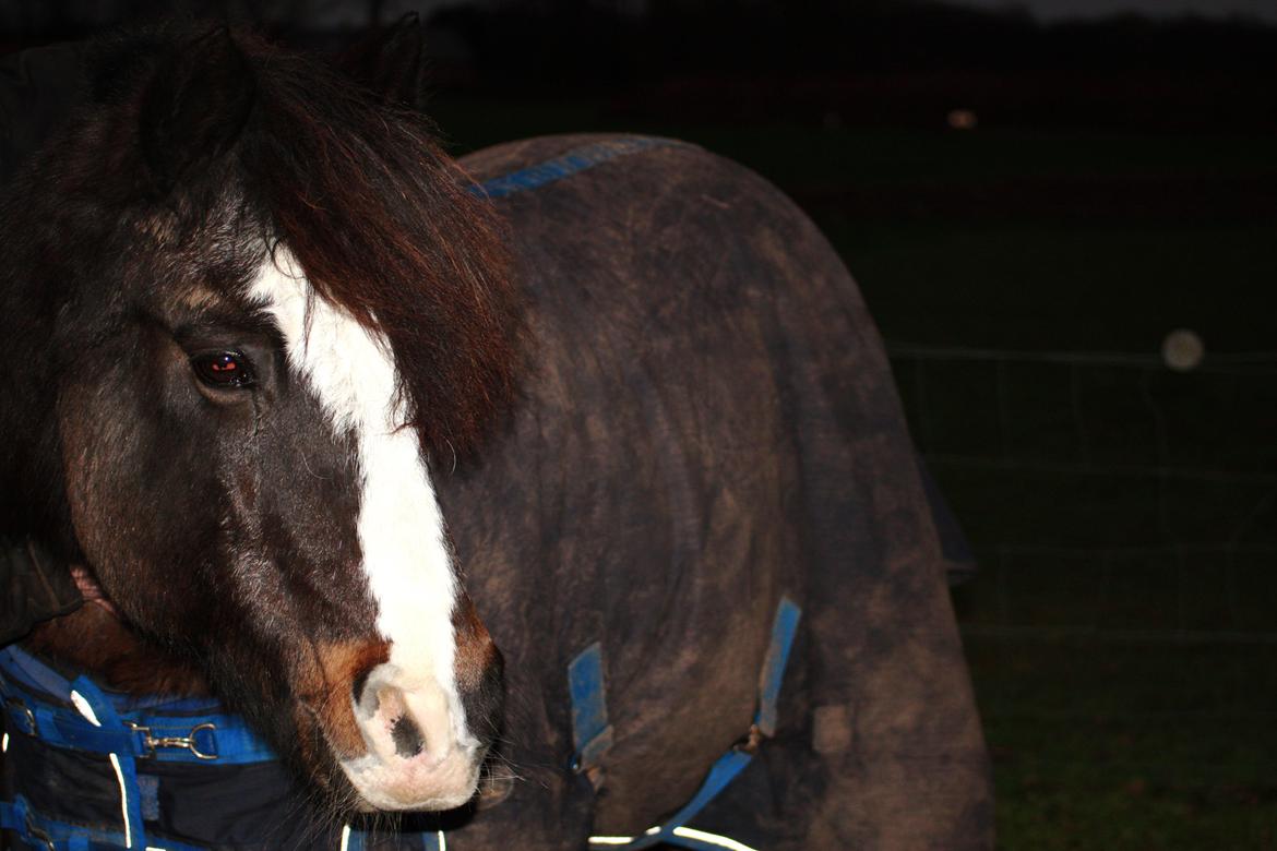 New Forest Stegstedgårds Zimba billede 2