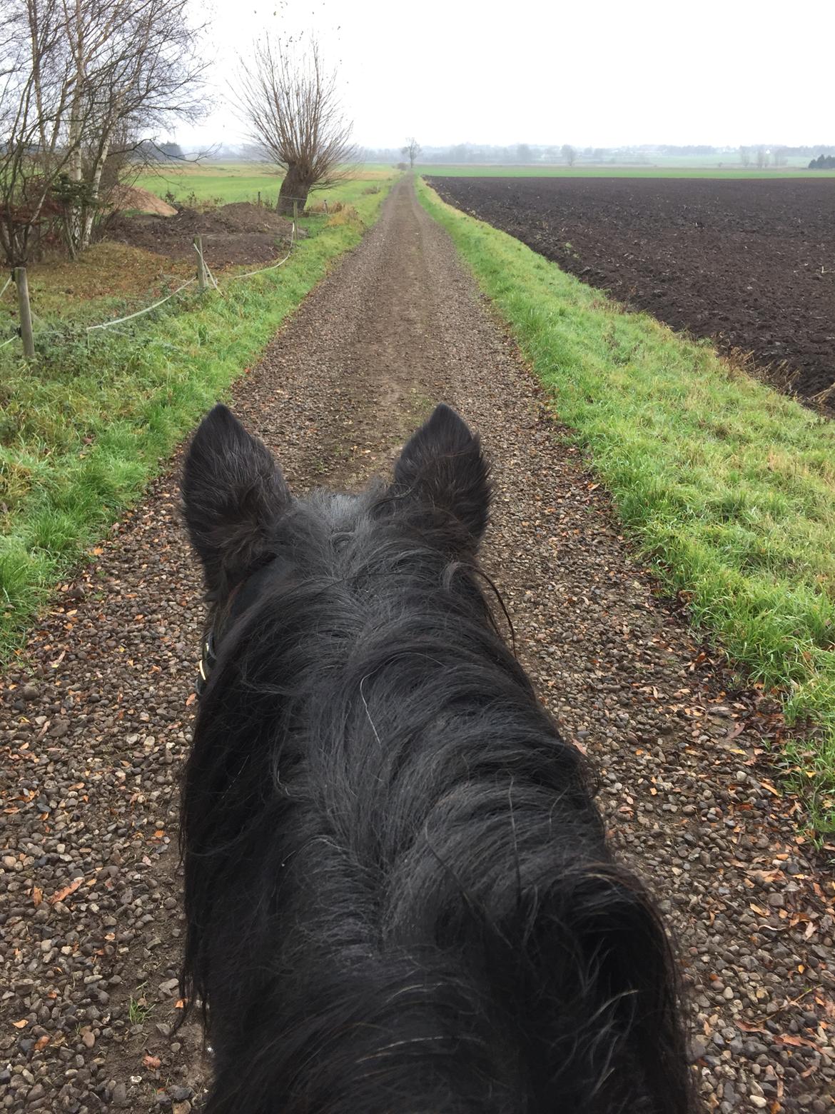 New Forest Stegstedgårds Zimba billede 3