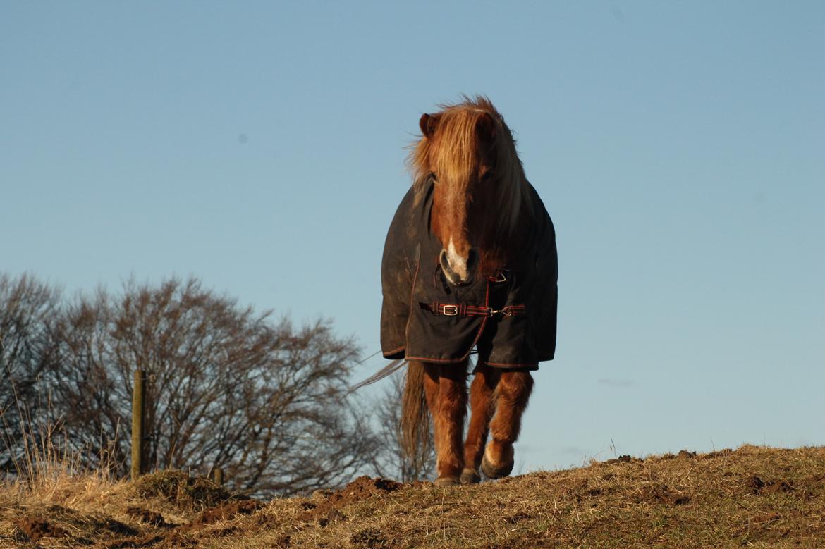 Islænder Sóley fra Espenhøj billede 16