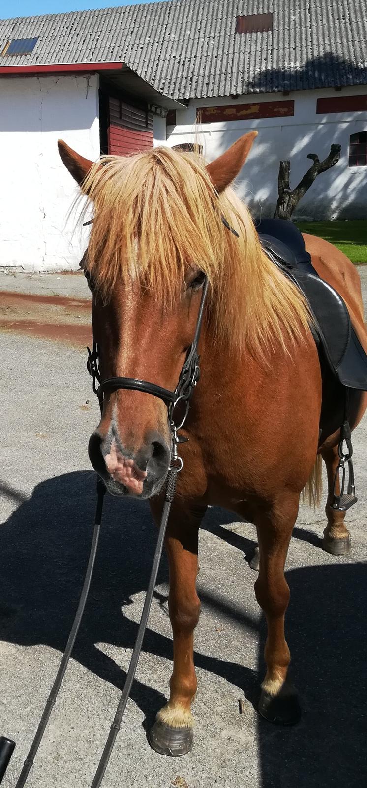 Islænder Sóley fra Espenhøj billede 17