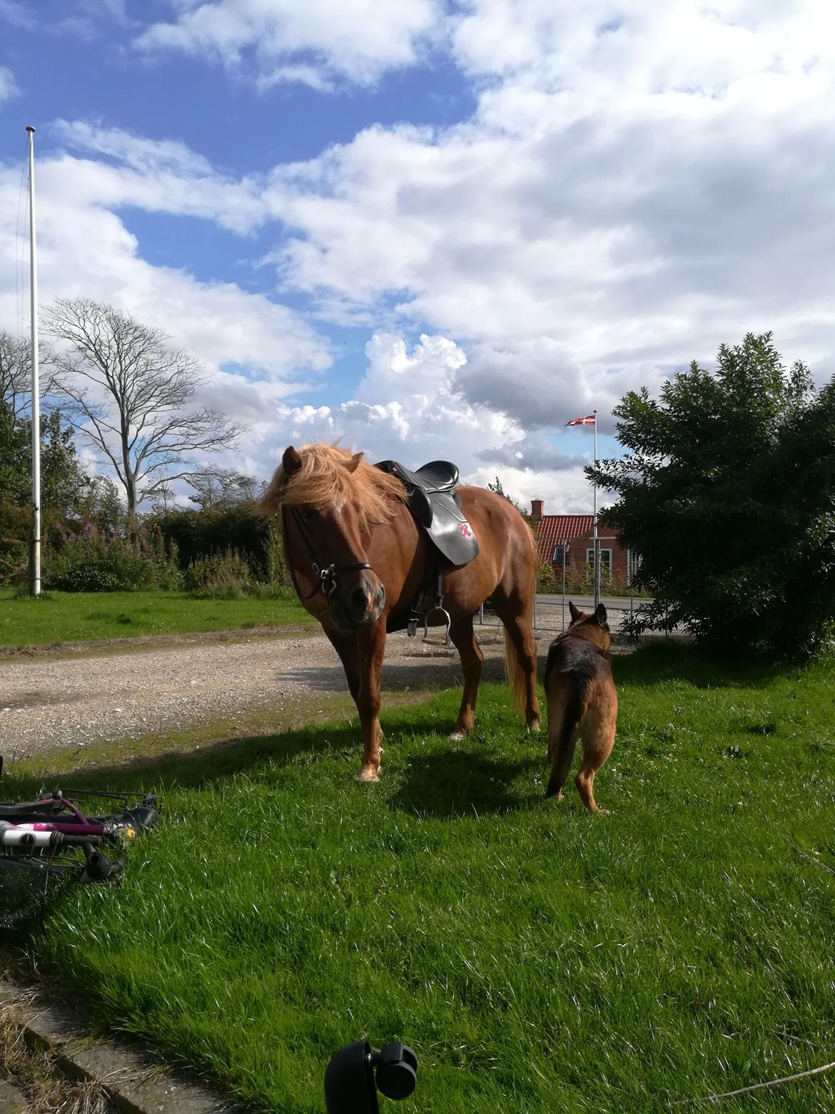 Islænder Sóley fra Espenhøj billede 18