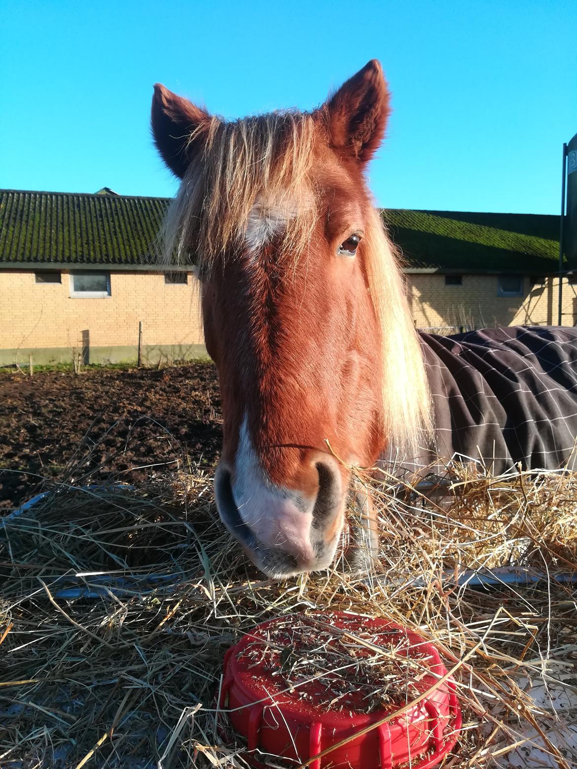 Islænder Sóley fra Espenhøj billede 19
