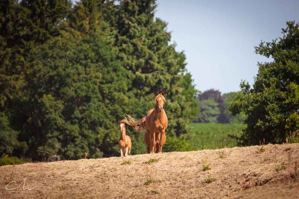 Arabisk fuldblod (OX) Emira bint Gharib ox *SOLGT* billede 10