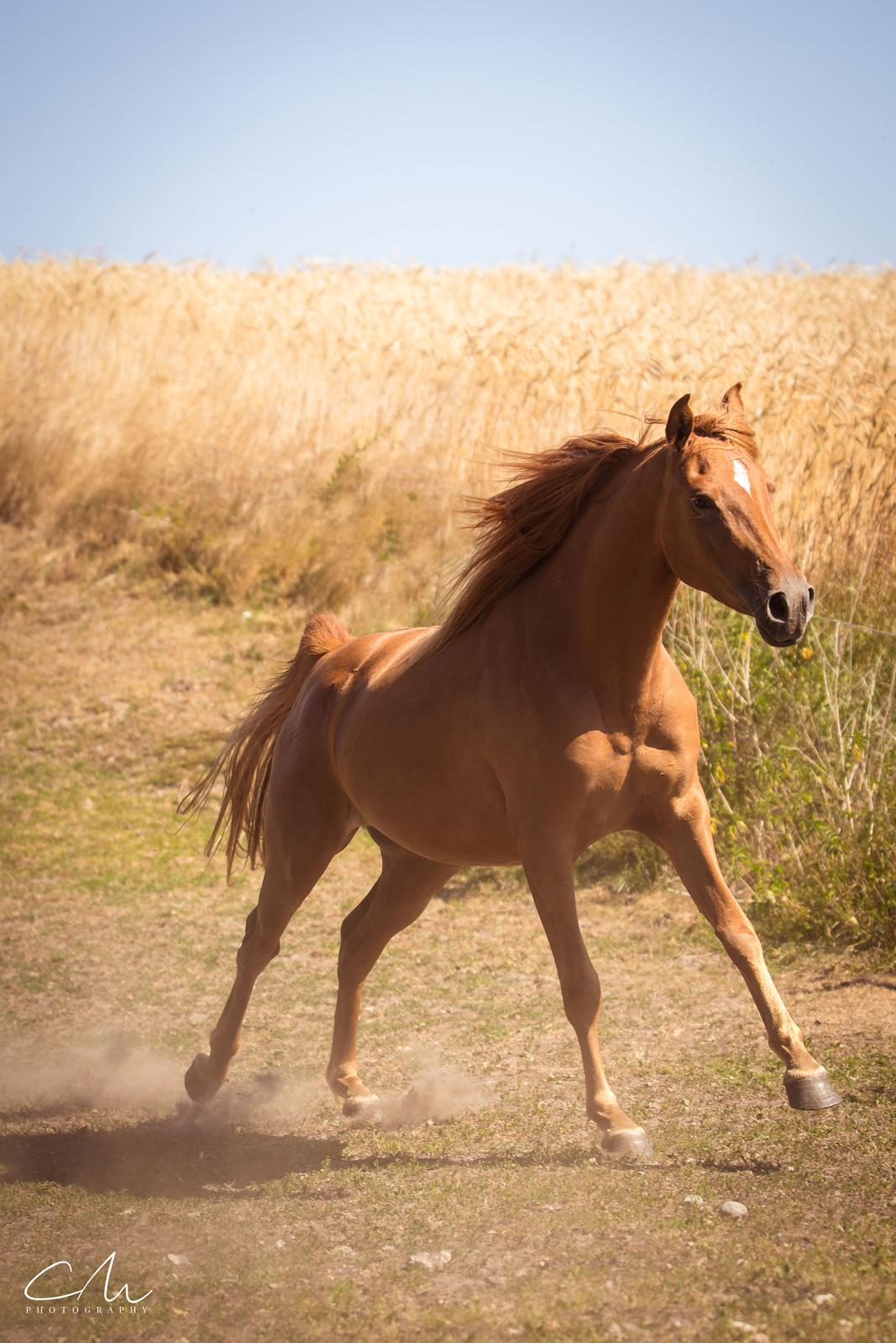 Arabisk fuldblod (OX) Emira bint Gharib ox *SOLGT* billede 8