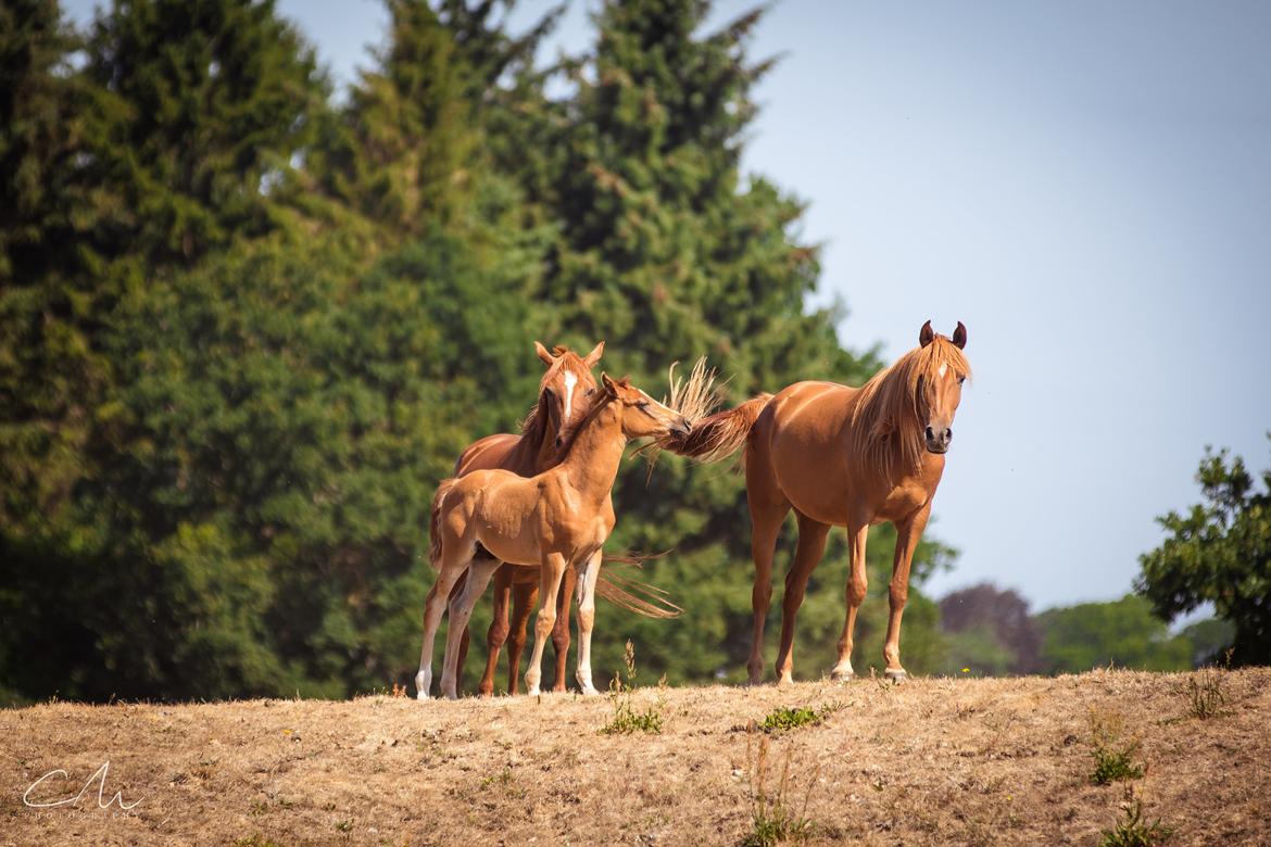 Arabisk fuldblod (OX) Emira bint Gharib ox *SOLGT* billede 9