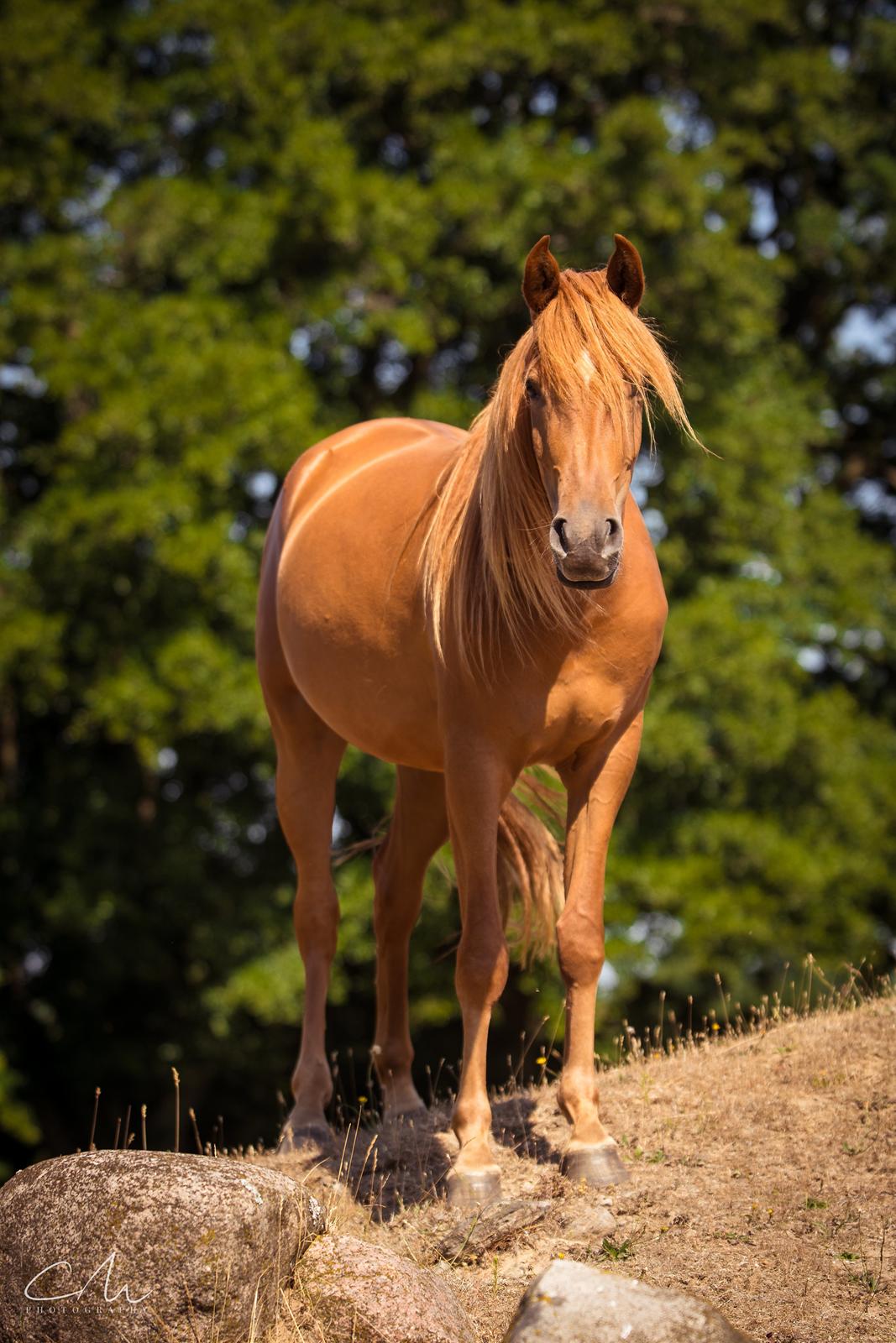 Arabisk fuldblod (OX) Emira bint Gharib ox *SOLGT* billede 7