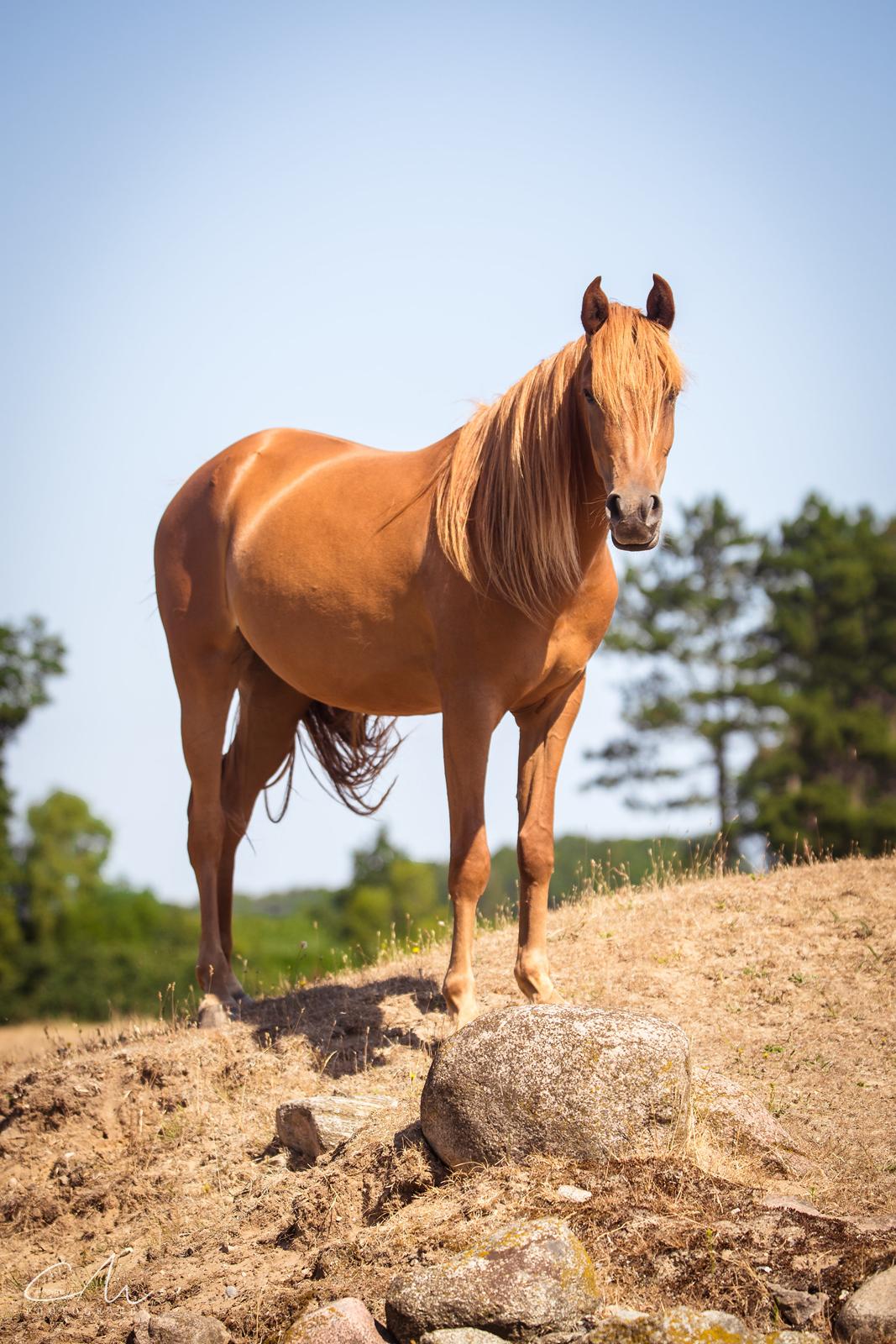 Arabisk fuldblod (OX) Emira bint Gharib ox *SOLGT* billede 6