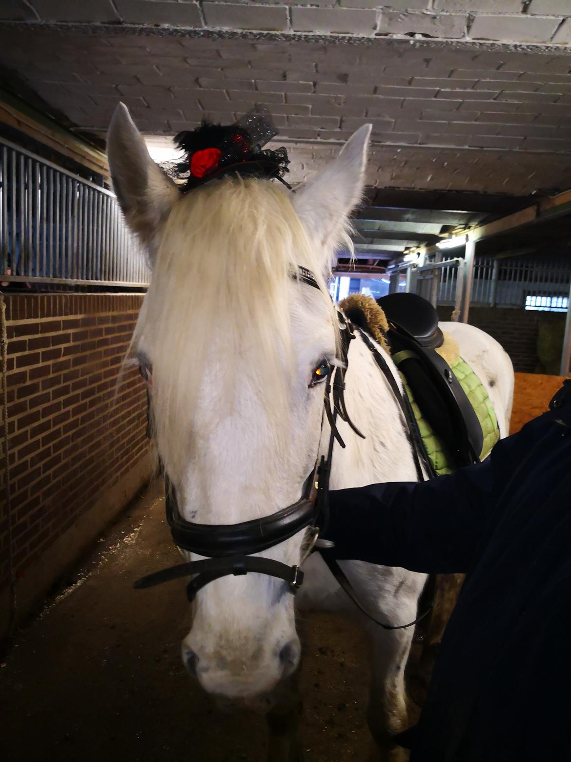 Irish Cob Crossbreed Spotty Lady billede 3