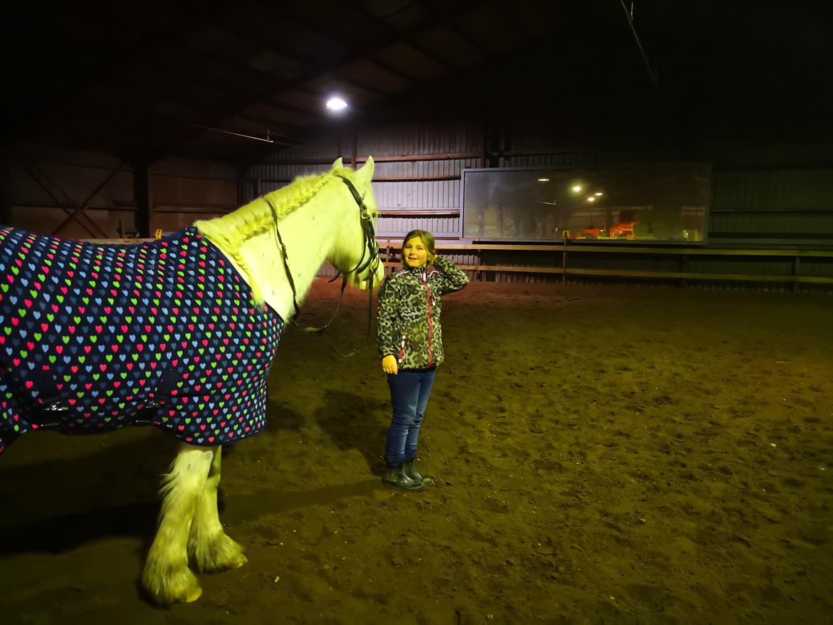 Irish Cob Crossbreed Spotty Lady billede 6