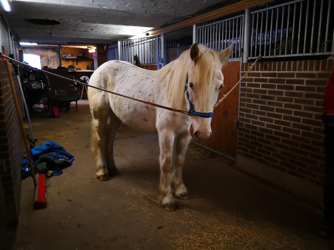 Irish Cob Crossbreed Spotty Lady billede 9