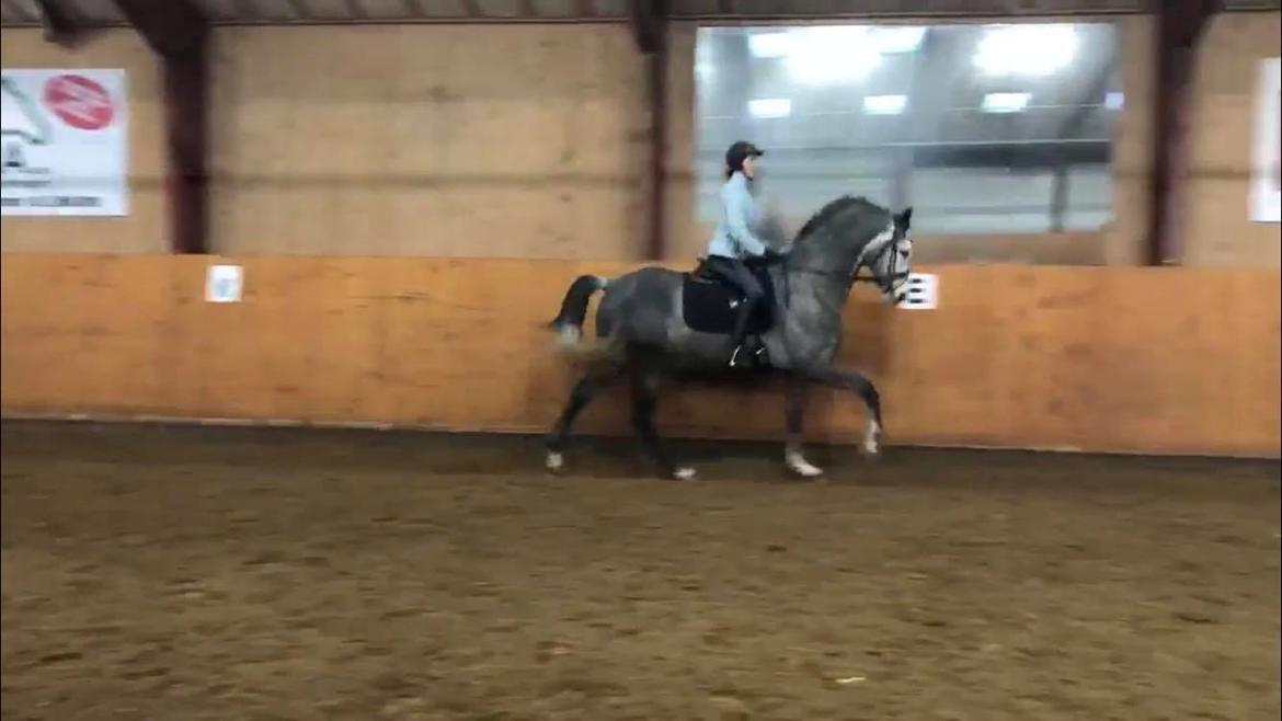 Trakehner Spencer royal - dressur undervisning billede 4