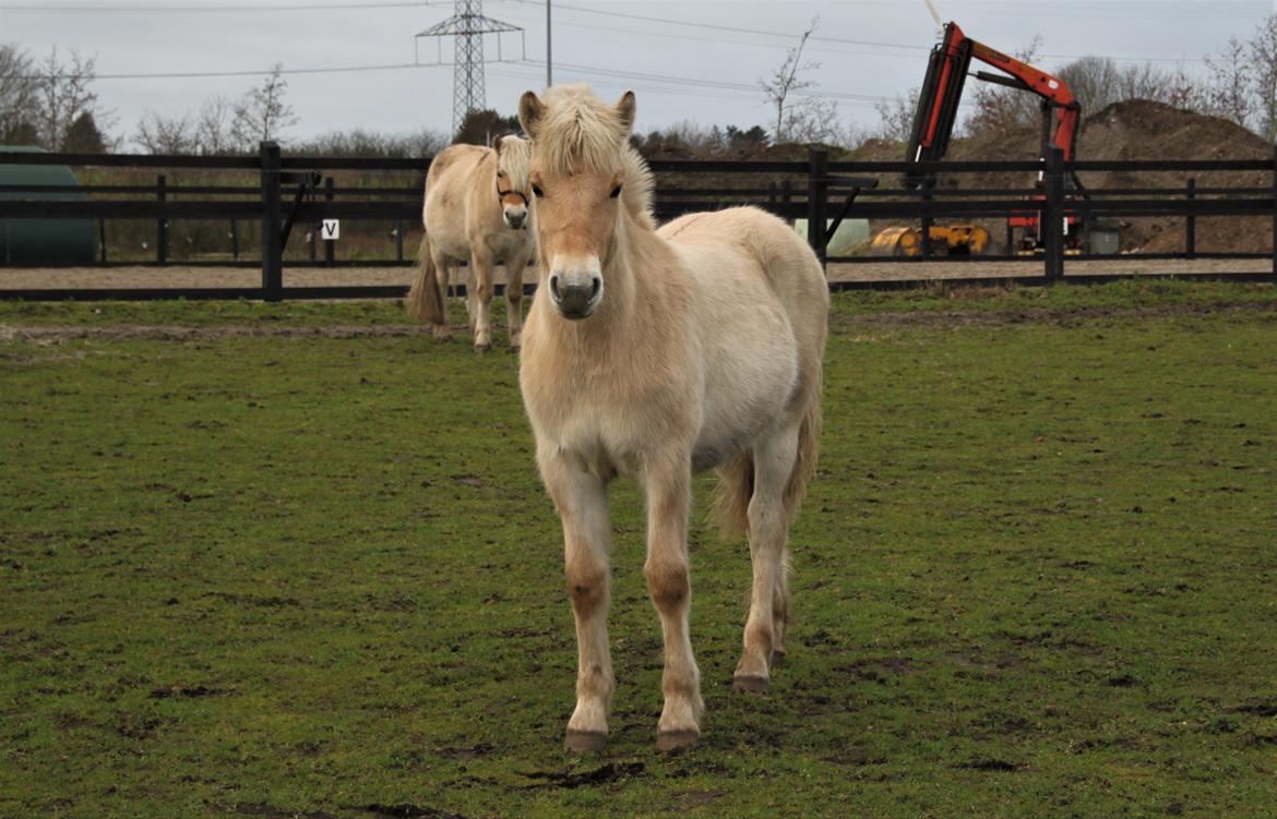 Fjordhest Lindelyst Donna billede 9