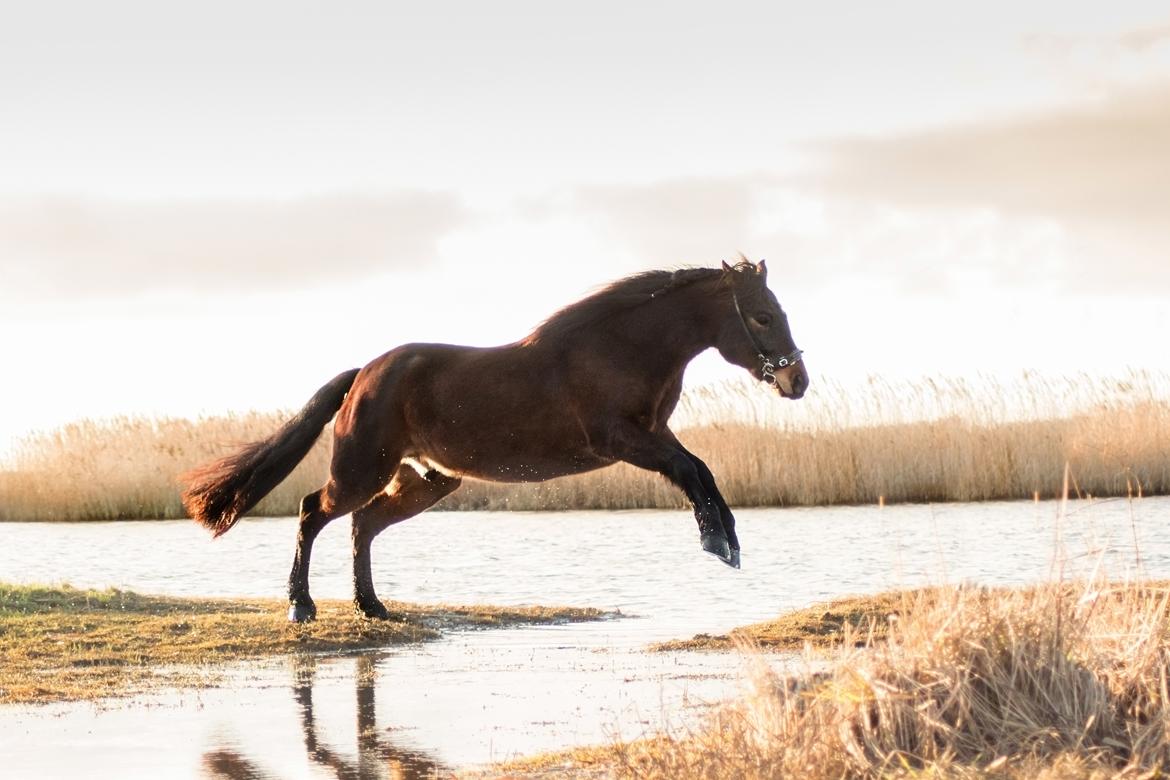 Connemara Dambækgårds Karim - Fotoshoot ved Sydvestpynten billede 2