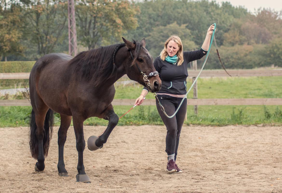 Connemara Dambækgårds Karim - Øver spanskeskridt (vi er blevet bedre!) billede 6