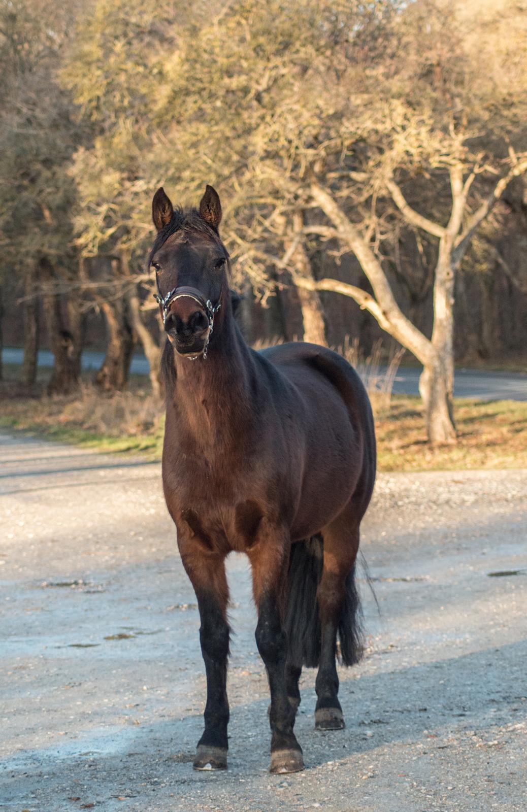 Connemara Dambækgårds Karim billede 4
