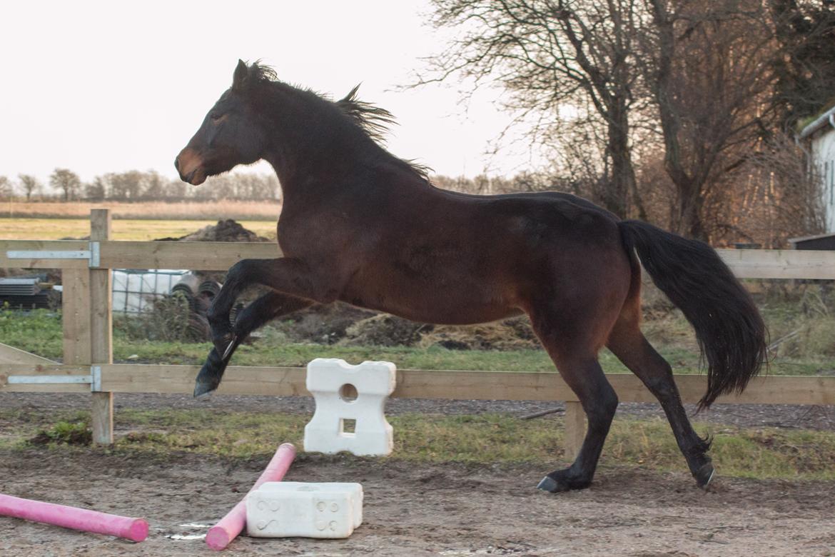 Connemara Dambækgårds Karim - Karim er ikke en vdunder springhest...men han gør sit bedste ;)  billede 7