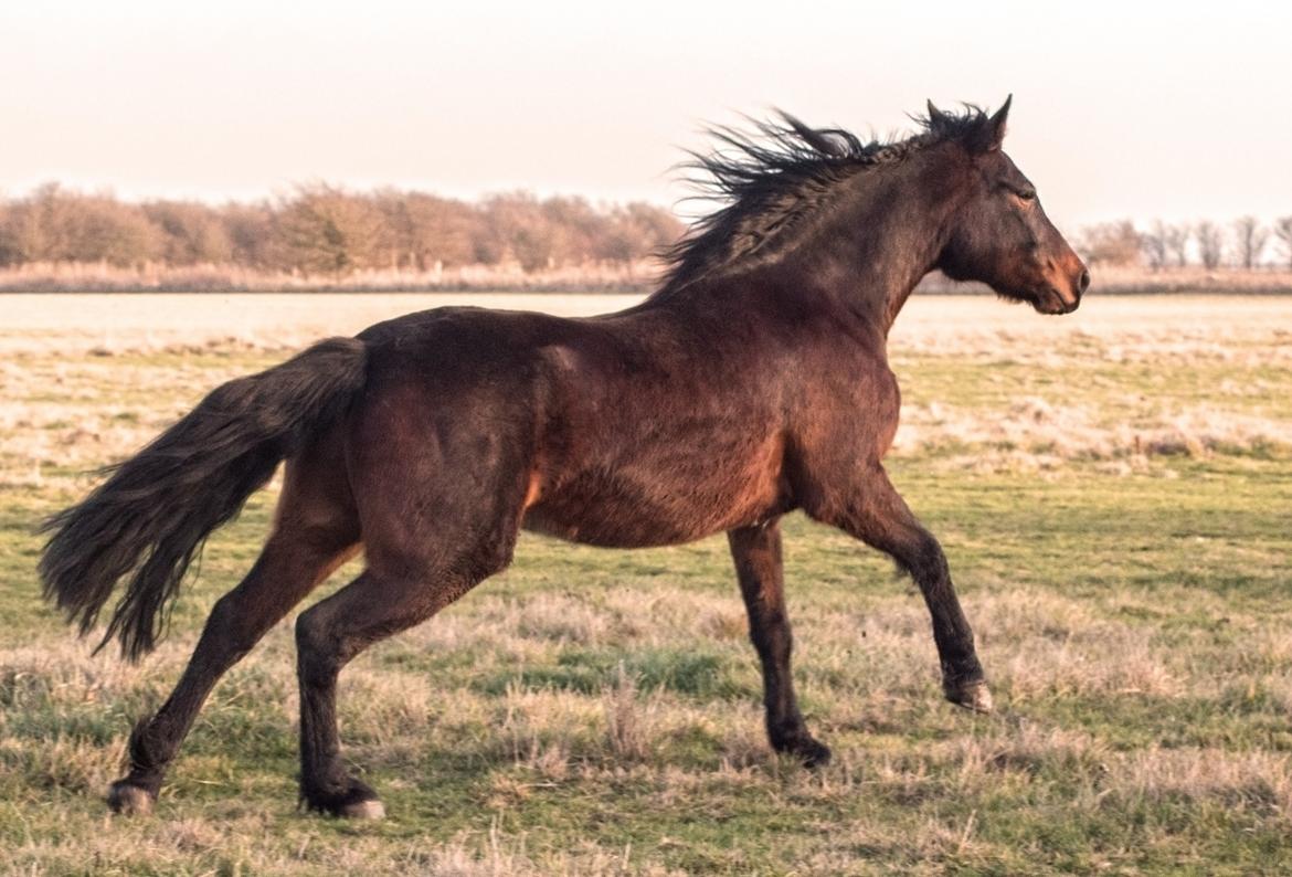 Connemara Dambækgårds Karim billede 8