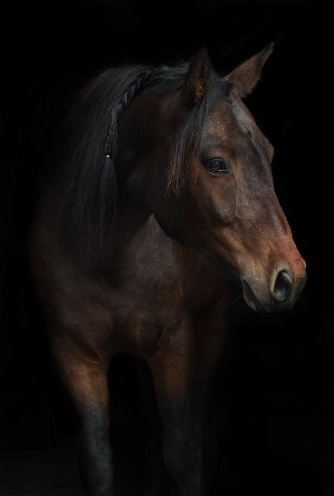 Connemara Dambækgårds Karim billede 1