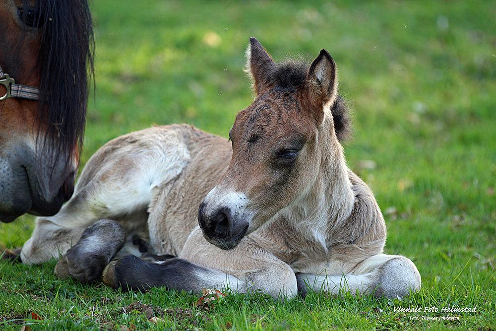 Nordsvensk Skovhest Ry's Zally - Zally som føl, Sverige billede 10