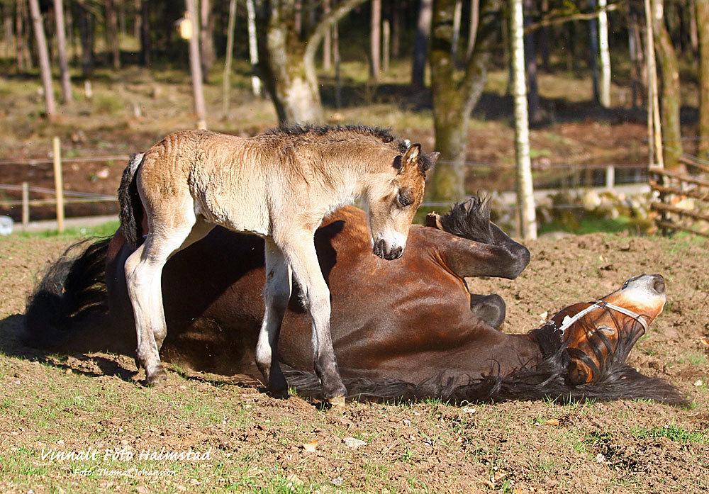 Nordsvensk Skovhest Ry's Zally - Zally som føl sammen med sin mor Irma, Sverige billede 15