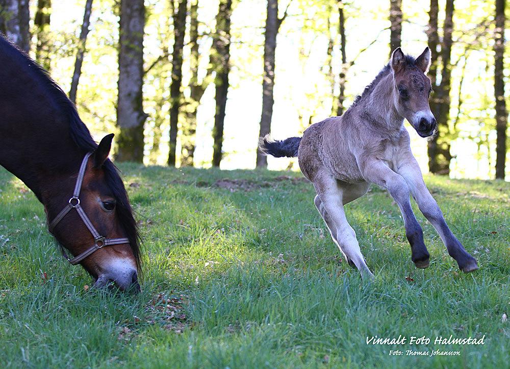 Nordsvensk Skovhest Ry's Zally - Zally som føl sammen med sin mor Irma, Sverige billede 16