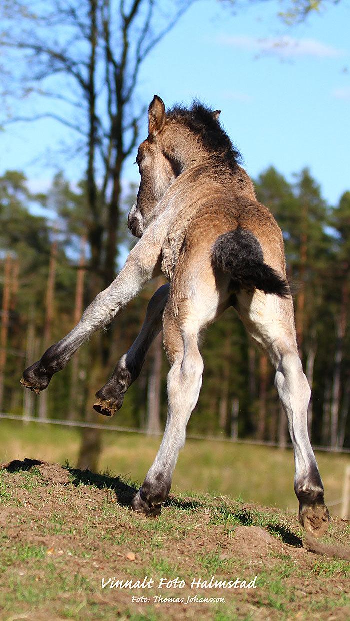Nordsvensk Skovhest Ry's Zally - Zally som føl, Sverige billede 20
