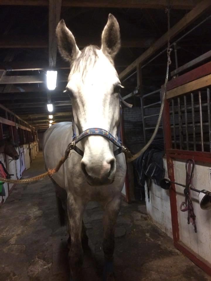 Holstener Meklenborgs cassilla billede 6