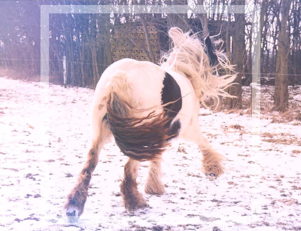 Irish Cob Luna ( Surprice Of Survivor) - majestic fluff billede 14