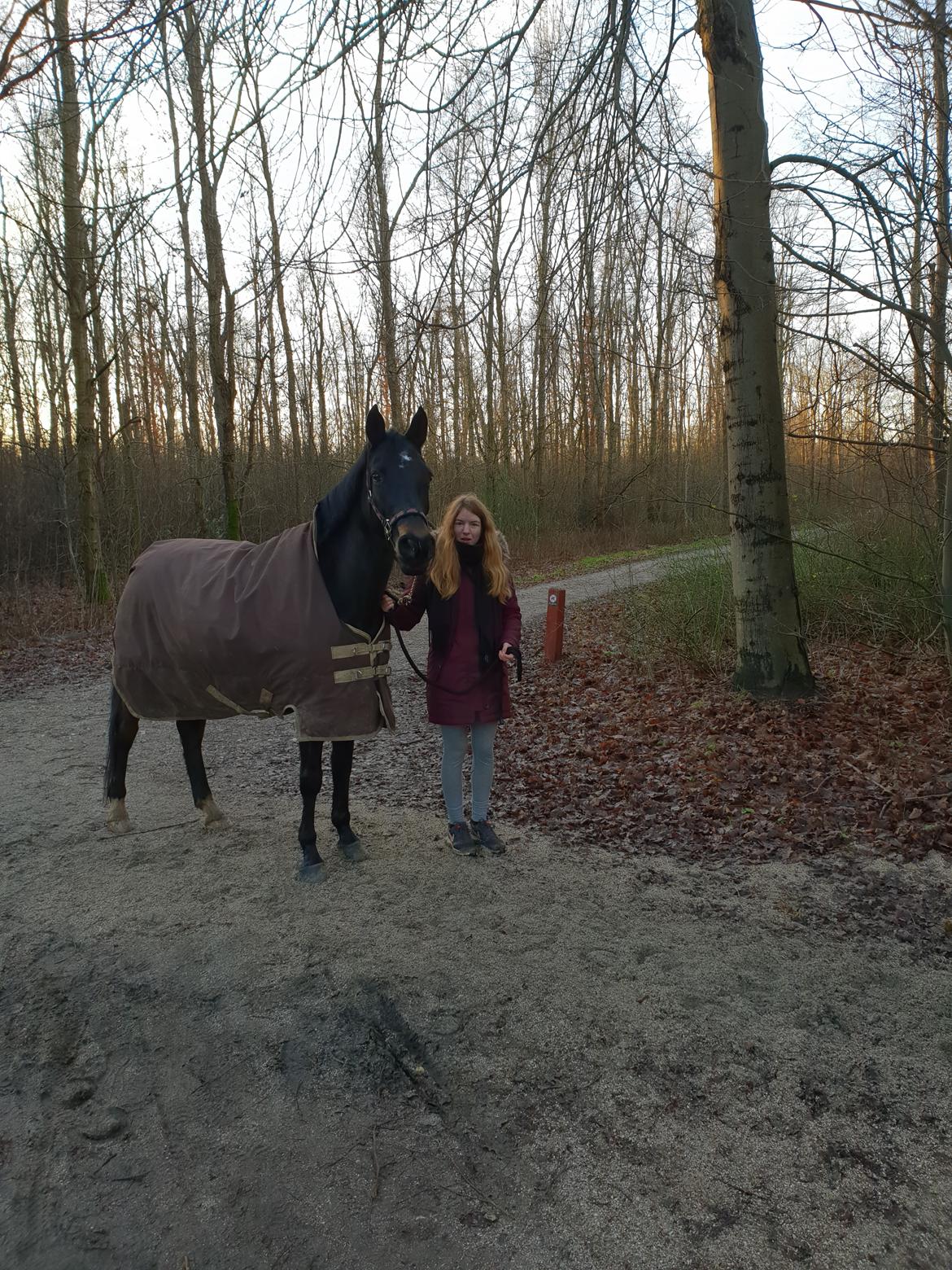 Tysk Sportspony | Etna | *Lille Pigen* |  billede 25