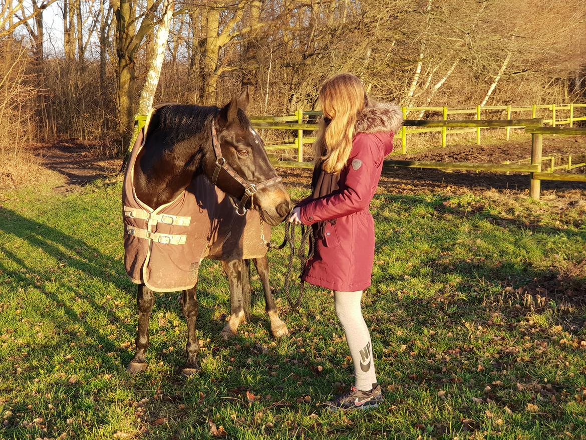 Tysk Sportspony | Etna | *Lille Pigen* |  billede 1