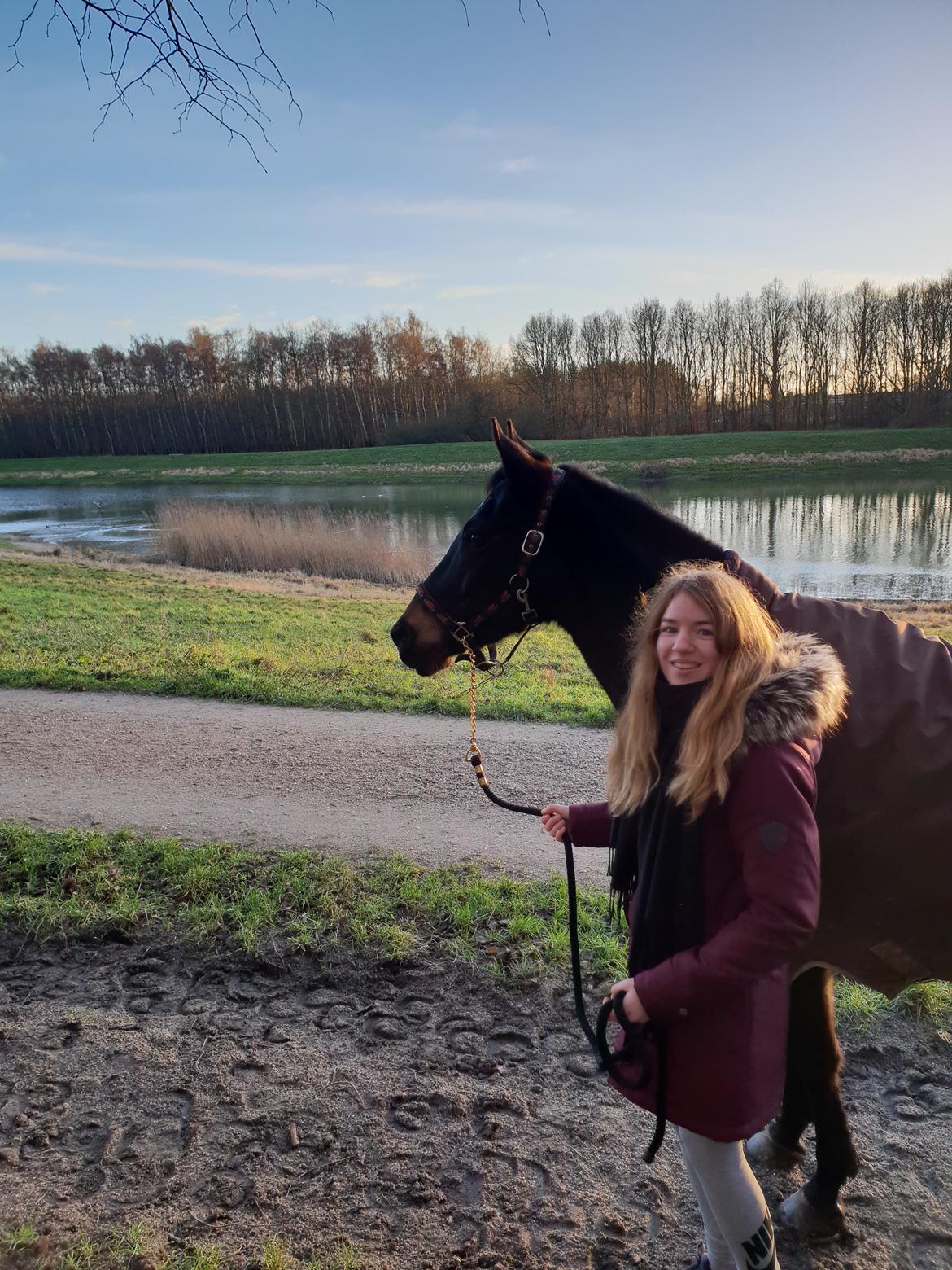 Tysk Sportspony | Etna | *Lille Pigen* |  billede 27