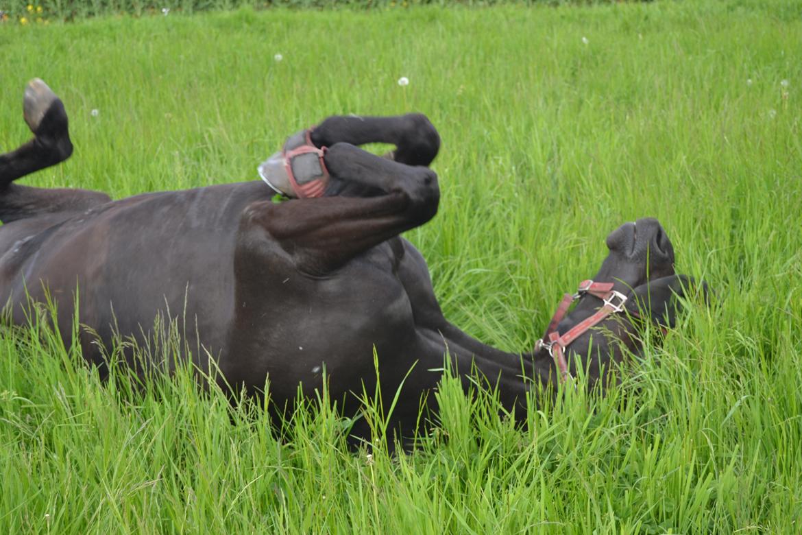Traver Nemo sønderholm  billede 6