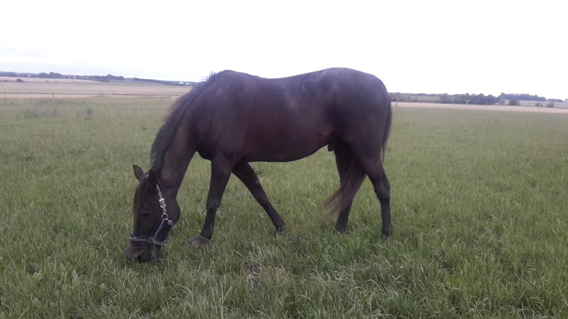 Traver Nemo sønderholm  billede 10