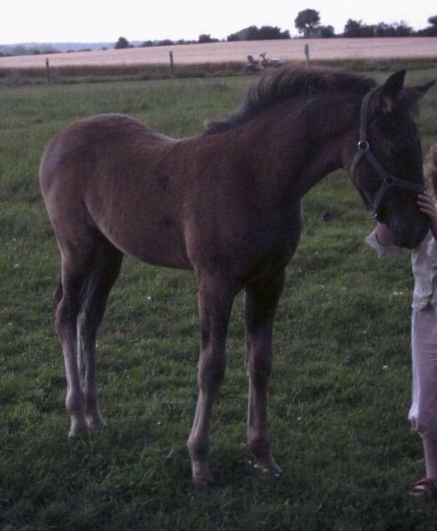 Traver Nemo sønderholm  - Nemo som føl (har fået lov af avler) billede 15