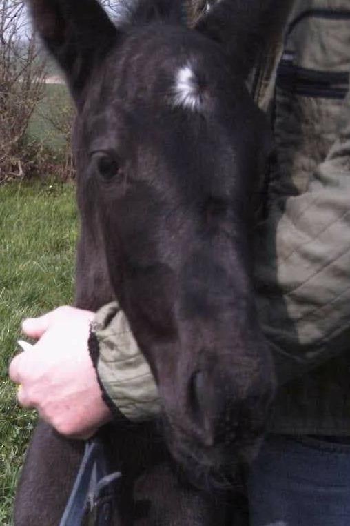 Traver Nemo sønderholm  - Nemos kønne føl hoved (har fået lov af avler) billede 16