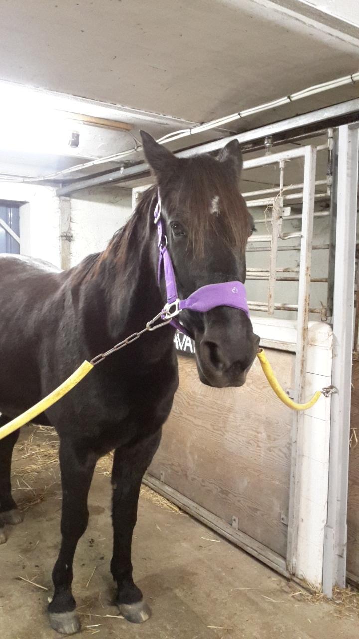 Traver Nemo sønderholm  billede 11