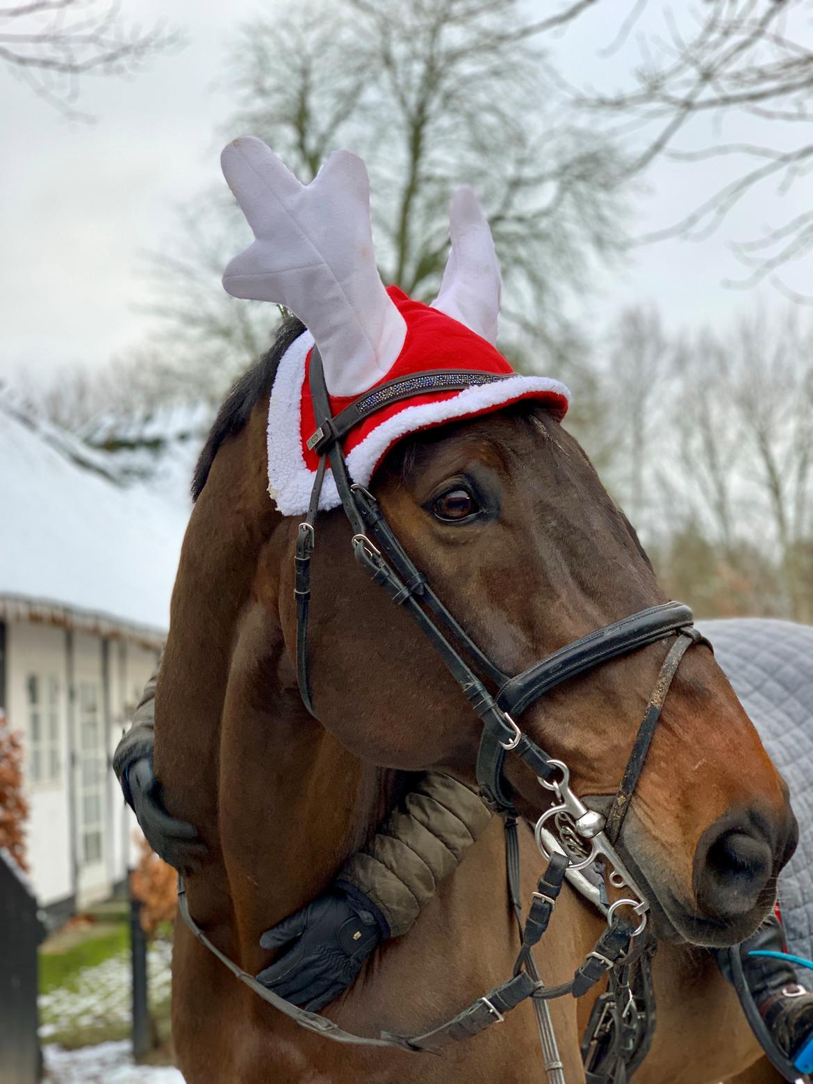 Holstener Corradino billede 7