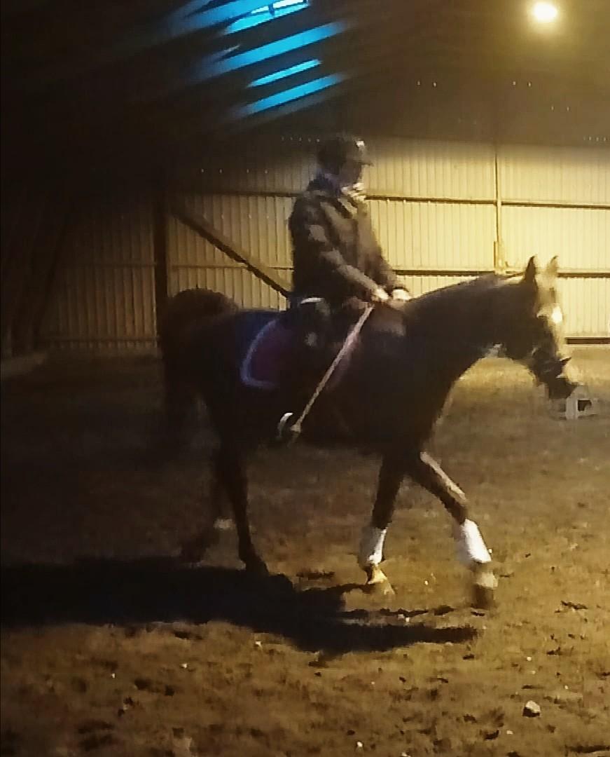 Arabisk fuldblod (OX) Maheba ox 3214 R.I.P 02-04-2019 billede 45