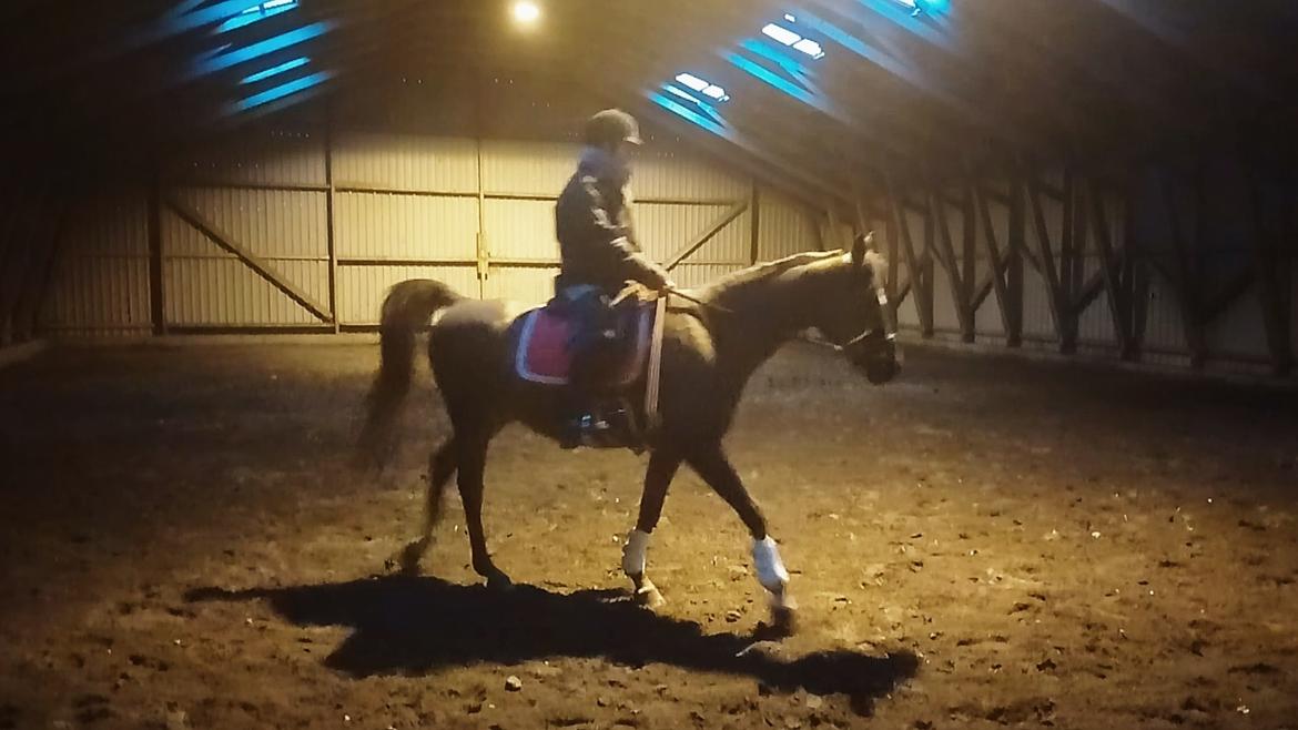 Arabisk fuldblod (OX) Maheba ox 3214 R.I.P 02-04-2019 billede 46