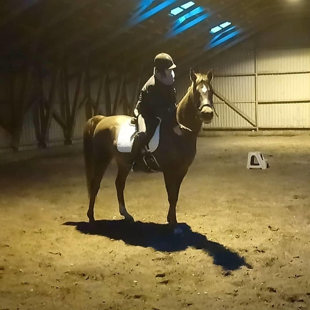 Arabisk fuldblod (OX) Maheba ox 3214 R.I.P 02-04-2019 billede 3