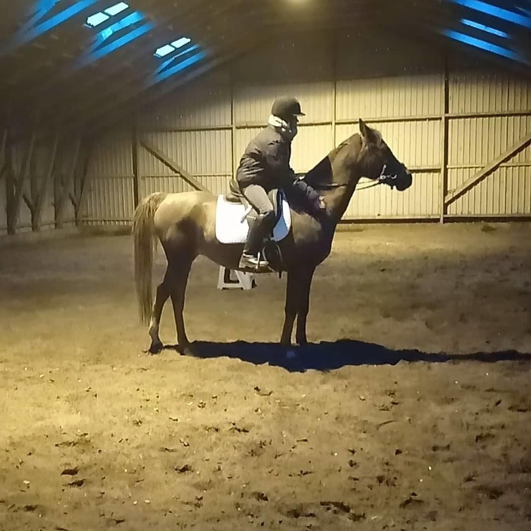 Arabisk fuldblod (OX) Maheba ox 3214 R.I.P 02-04-2019 billede 4