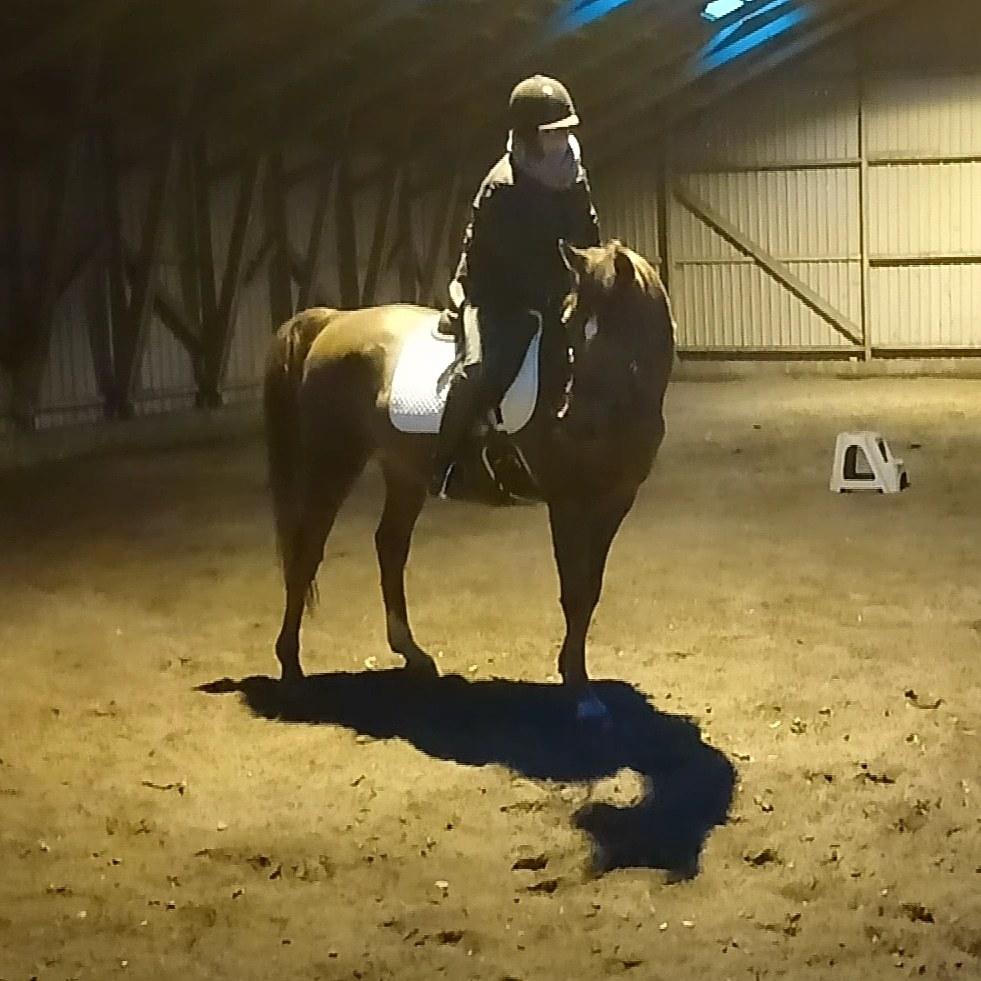 Arabisk fuldblod (OX) Maheba ox 3214 R.I.P 02-04-2019 billede 1