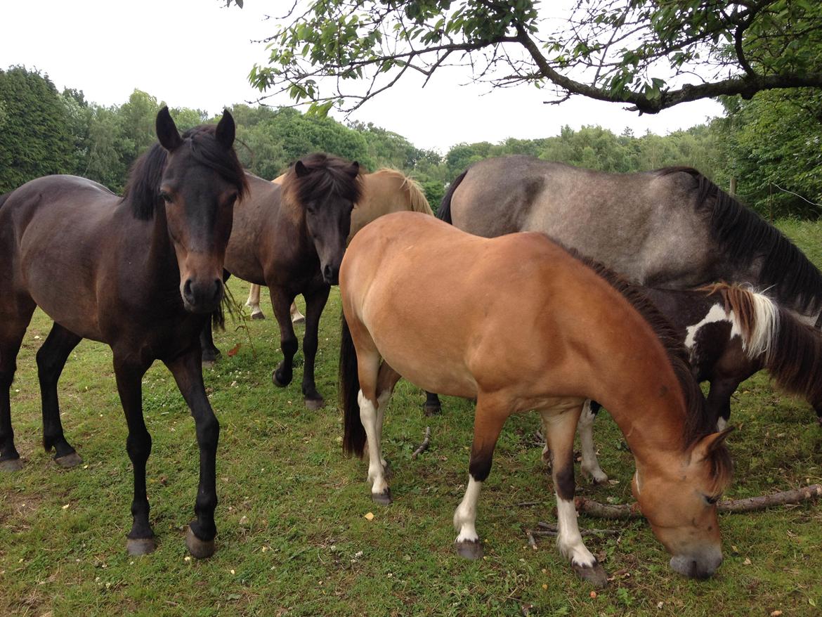 DSP Festina's Chevi *bestie* billede 2