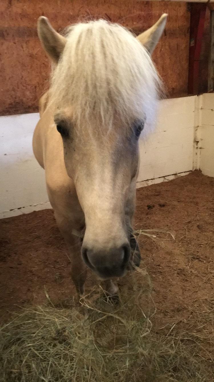 Islænder Sól fra Hjortlund billede 3