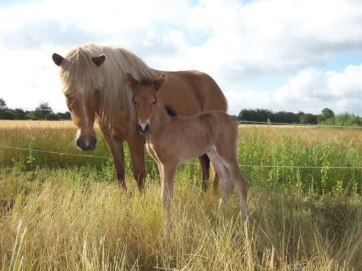 Islænder Frekja fra lille Mariendal *himmelhest* billede 1