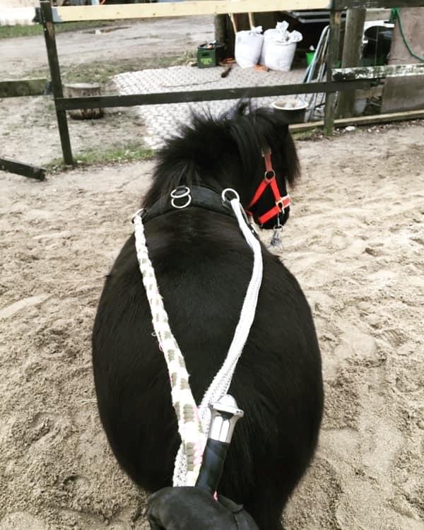 Shetlænder Fresia af veddinge billede 17