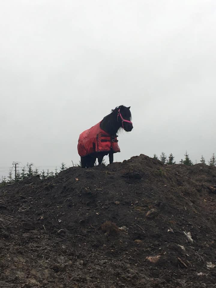 Shetlænder Fresia af veddinge billede 20