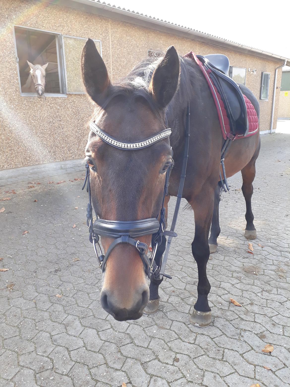 Oldenborg Del Quinto billede 1