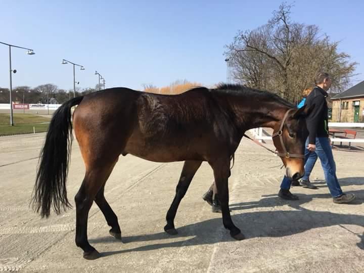 Oldenborg Del Quinto billede 5